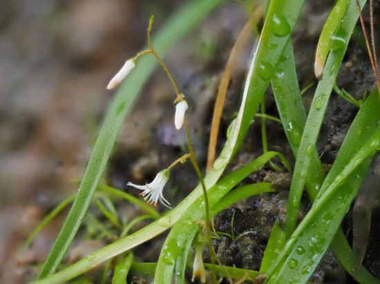 圖為廣西肺筋草。（廣西壯族自治區(qū)中醫(yī)藥研究院供圖）