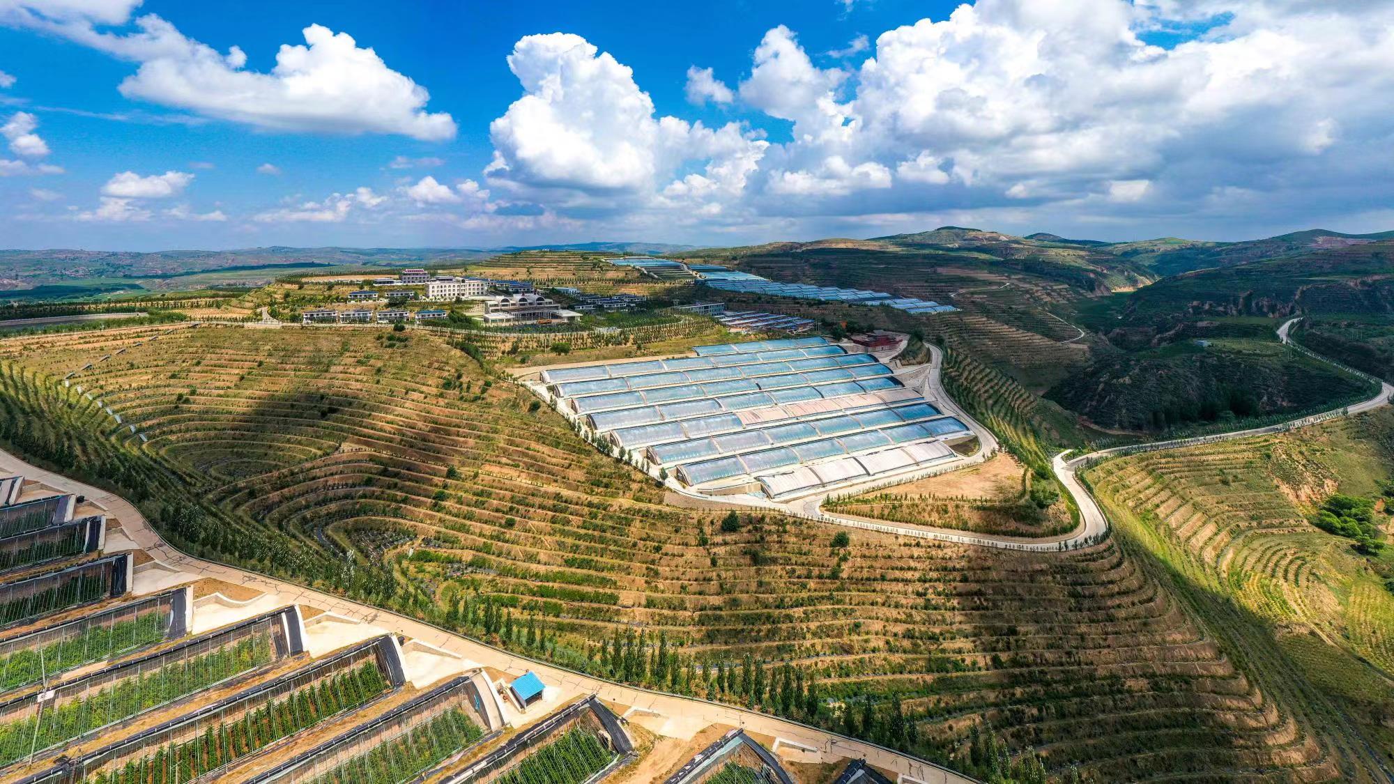 榆嶺窊村豐禾農(nóng)場(chǎng)的果蔬大棚。