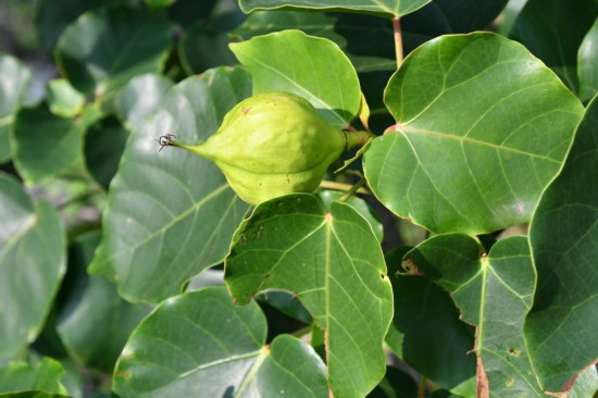 圖為石山油桐。（廣西壯族自治區(qū)中醫(yī)藥研究院供圖）