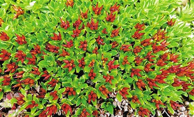 青藏墊柳。資料圖片