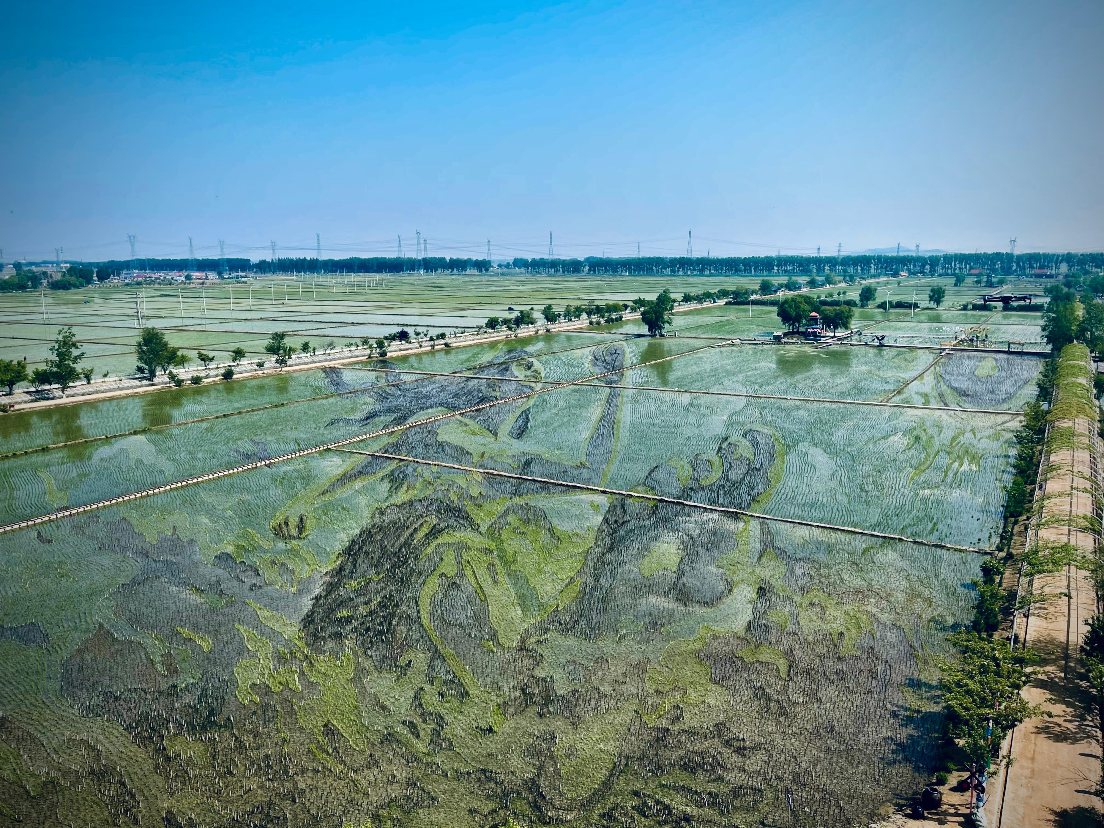 “歷史典故-夸父逐日”稻田畫。人民網(wǎng)記者 任妍攝