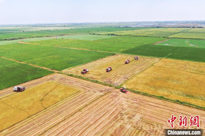 圖為在南昌縣大田農(nóng)社，收割機(jī)正在收割早稻?！⒘?攝