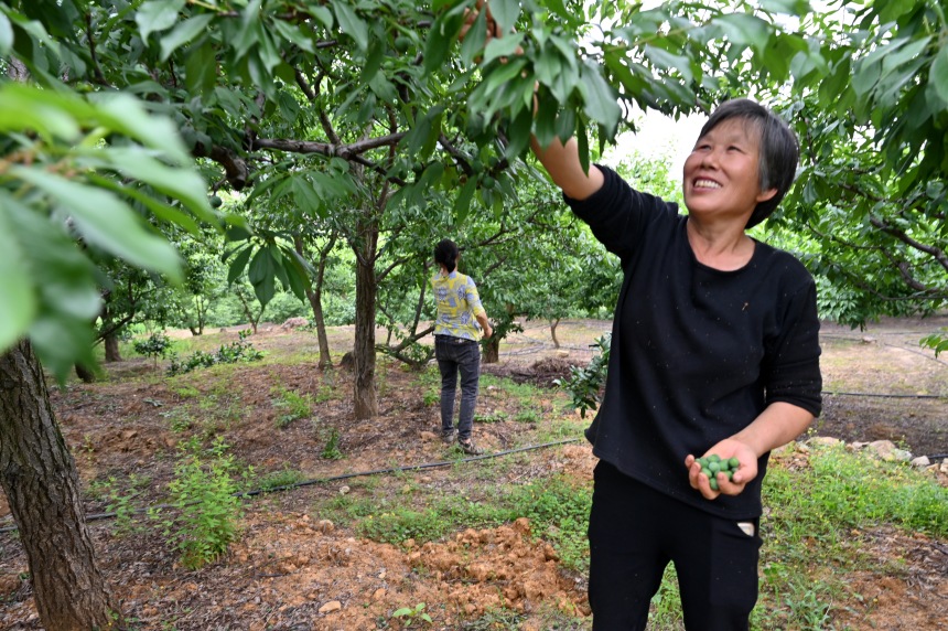 村民們搶抓農(nóng)時，忙著為脆李樹疏果。鄒樂攝