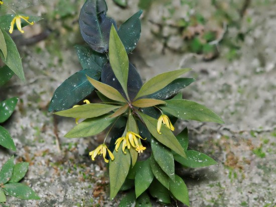 圖為洞生香草。（廣西壯族自治區(qū)中醫(yī)藥研究院供圖）