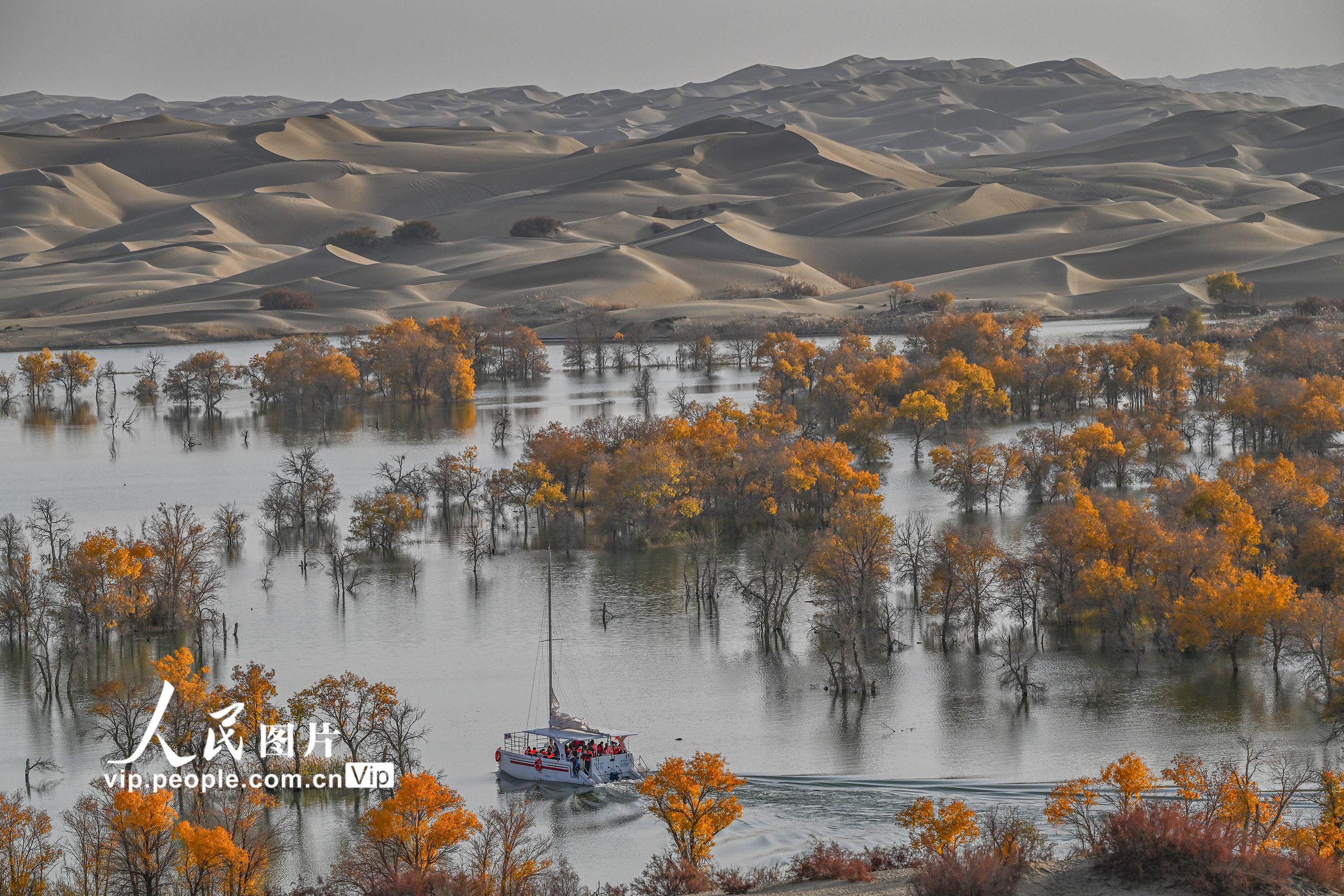 新疆尉犁：大漠胡楊醉游人