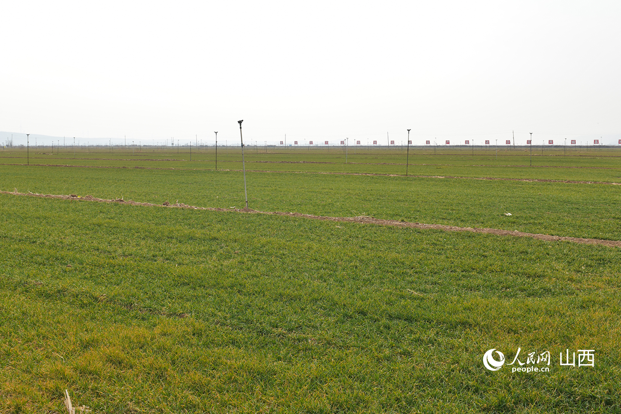 山西省運城市芮城縣返青的冬小麥。人民網(wǎng)記者 焦搏文攝