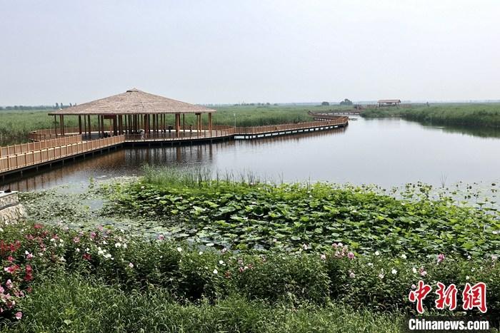 從完成頂層設(shè)計(jì)到如火如荼大規(guī)模建設(shè)，六年來，雄安新區(qū)如春天的竹子一般拔節(jié)生長(zhǎng)，這座承載千年大計(jì)的“未來之城”已雄姿初顯。從“一張白紙”開始著墨，如今的雄安新區(qū)已是濃墨重彩的“山水畫”。<a target='_blank' href='/'>中新社</a>記者近日走訪了雄安新區(qū)多地，從“藍(lán)綠金”三色感受這座“未來之城”的巨大變化。圖為7月20日，河北白洋淀上荷花滿淀、蘆花搖曳。 <a target='_blank' href='/'>中新社</a>記者 易海菲 攝